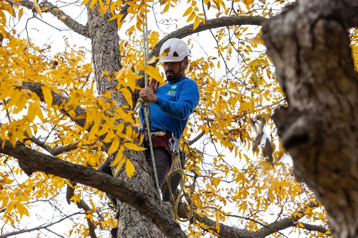 Skilled Tree Trimming crew working in New Haven